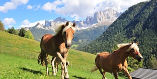 Gite a cavallo nell` Alto Adige